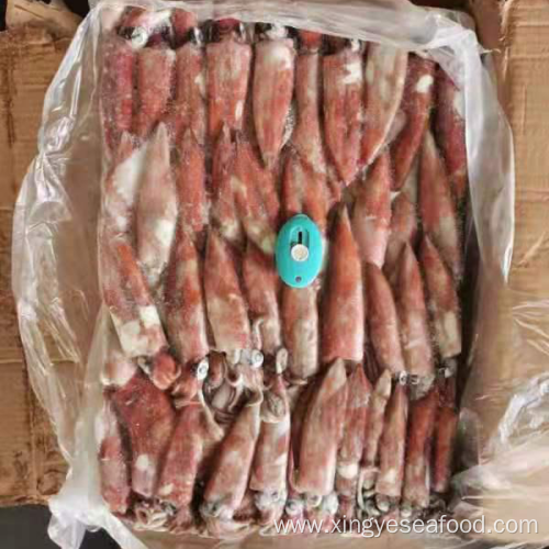 Frozen Squid Whole Round Block Frozen Loligo Chinensis